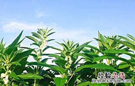 芝麻倒伏原因及防治措施 芝麻倒伏了怎么办