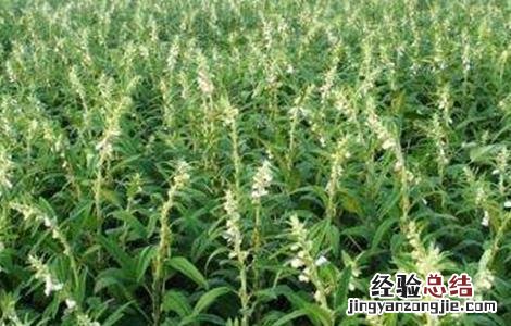 芝麻倒伏原因及防治措施 芝麻倒伏了怎么办