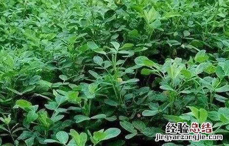 花生控旺技术 花生控旺高产绝招厂家