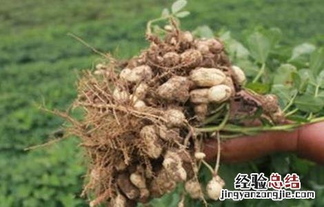 花生控旺技术 花生控旺高产绝招厂家
