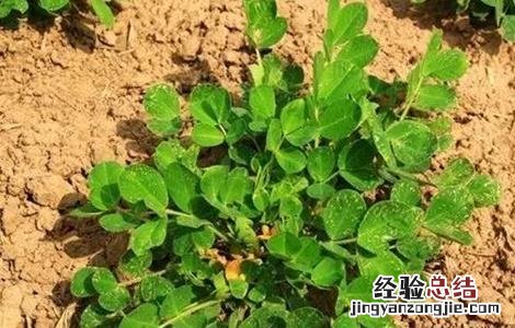 花生控旺技术 花生控旺高产绝招厂家