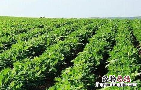 花生控旺技术 花生控旺高产绝招厂家