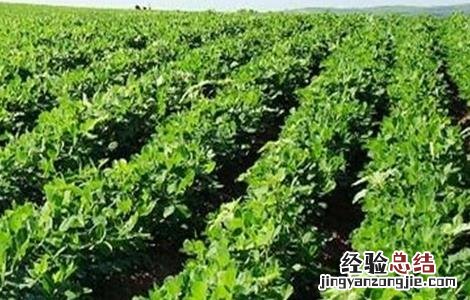 花生控旺技术 花生控旺高产绝招厂家
