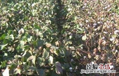 棉花早衰的防治方法 棉花早衰的防治方法有哪些