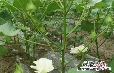 棉花早衰的防治方法 棉花早衰的防治方法有哪些