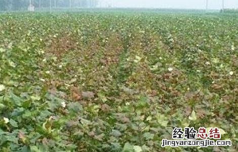 棉花早衰的防治方法 棉花早衰的防治方法有哪些