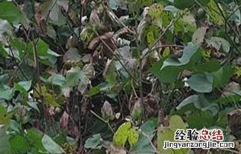 棉花早衰的防治方法 棉花早衰的防治方法有哪些