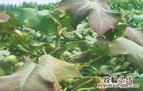 棉花肥害原因及防治方法 棉花肥害的表现
