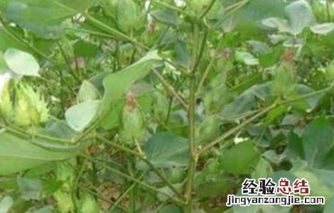 棉花肥害原因及防治方法 棉花肥害的表现