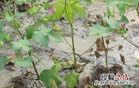 棉花肥害原因及防治方法 棉花肥害的表现