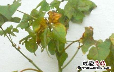 棉花肥害原因及防治方法 棉花肥害的表现