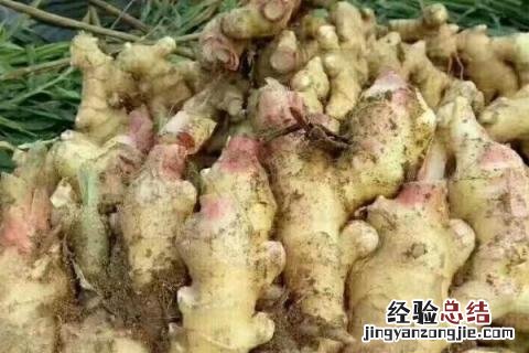 生姜如何保存不烂 生姜如何保存