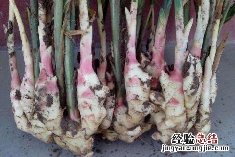 生姜如何保存不烂 生姜如何保存