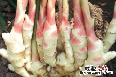 生姜如何保存不烂 生姜如何保存