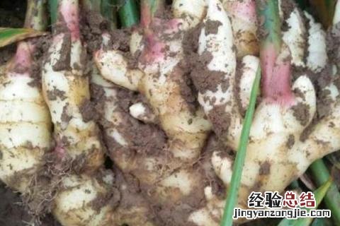 生姜如何保存不烂 生姜如何保存