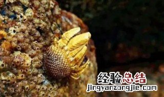 佛手螺的功效与作用成分 佛手螺的功效与作用
