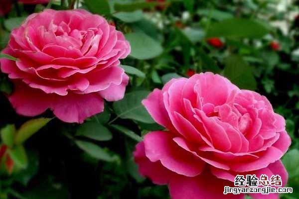棒棒糖月季优缺点,适合新手养护吗冬天 棒棒糖月季优缺点，适合新手养护吗