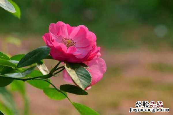 棒棒糖月季优缺点,适合新手养护吗冬天 棒棒糖月季优缺点，适合新手养护吗