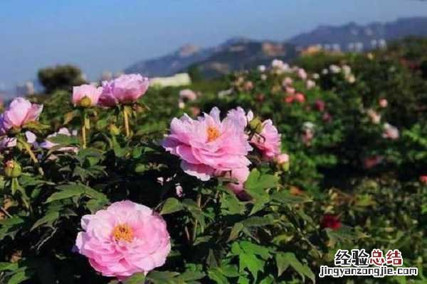 春天栽的牡丹怎样成活,养护技巧有哪些
