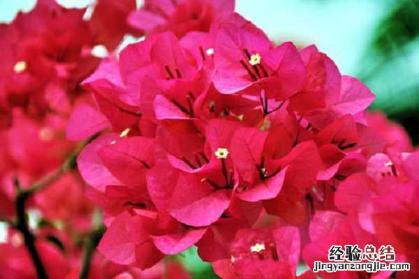 三角梅中国丽人勤花吗,如何养护开花多