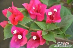 三角梅中国丽人勤花吗，如何养护开花多