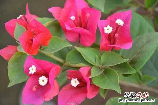 三角梅中国丽人勤花吗,如何养护开花多