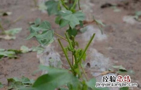 棉花播后遇雨该怎么办 大雨过后棉花苗蔫了