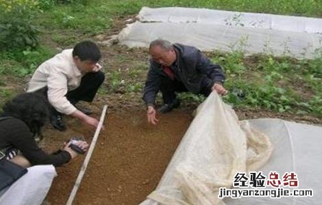 棉花播后遇雨该怎么办 大雨过后棉花苗蔫了