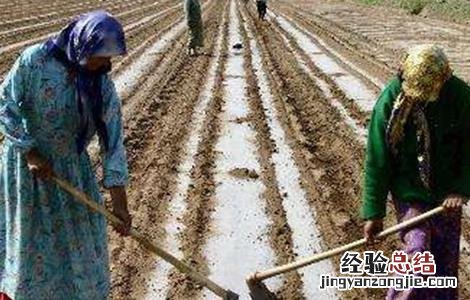 棉花播后遇雨该怎么办 大雨过后棉花苗蔫了