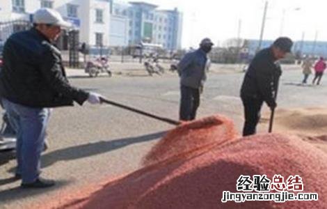 小麦拌种注意事项 小麦拌种要注意些什么