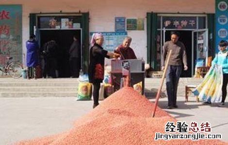 小麦拌种注意事项 小麦拌种要注意些什么