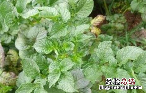 马铃薯花叶病防治方法 马铃薯枯叶病