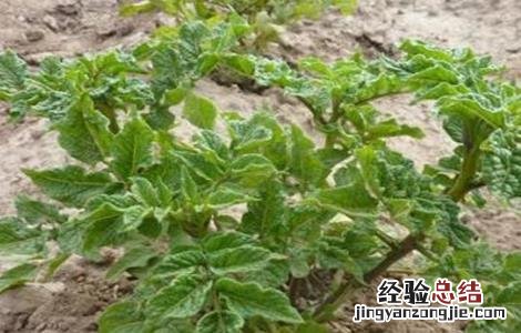 马铃薯花叶病防治方法 马铃薯枯叶病