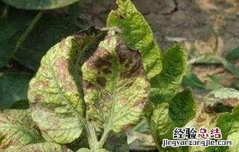 马铃薯花叶病防治方法 马铃薯枯叶病