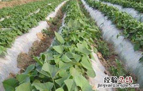 甘薯高产栽培技術 甘薯高产栽培技術及病虫害防治