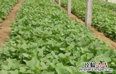 甘薯高产栽培技術 甘薯高产栽培技術及病虫害防治