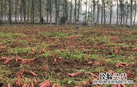 甘薯高产栽培技術 甘薯高产栽培技術及病虫害防治