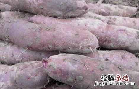 紫薯高产栽培管理技术要点 紫薯高产栽培管理技术