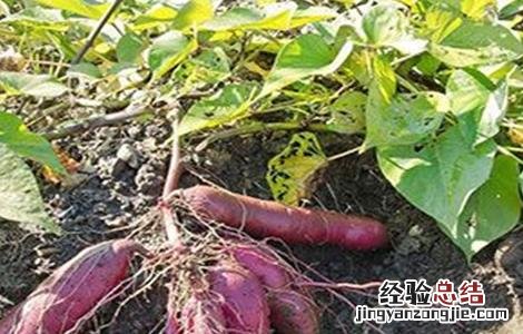 紫薯高产栽培管理技术要点 紫薯高产栽培管理技术