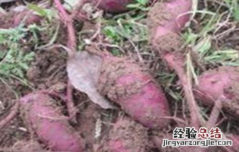 紫薯高产栽培管理技术要点 紫薯高产栽培管理技术