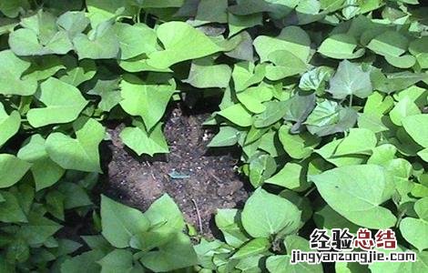 紫薯高产栽培管理技术要点 紫薯高产栽培管理技术