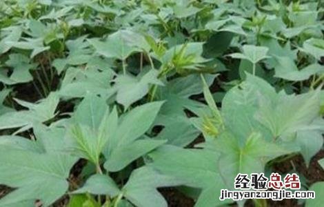 紫薯高产栽培管理技术要点 紫薯高产栽培管理技术