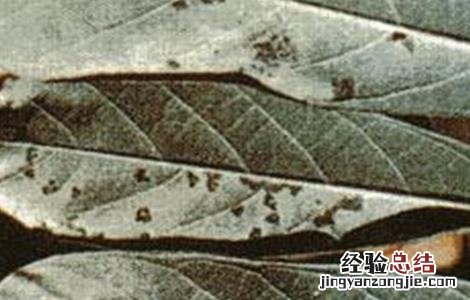 木薯病虫害的防治技术要点 木薯病虫害的防治技术