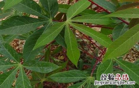 木薯病虫害的防治技术要点 木薯病虫害的防治技术