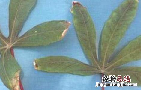 木薯病虫害的防治技术要点 木薯病虫害的防治技术