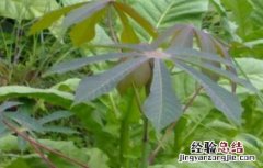 木薯病虫害的防治技术要点 木薯病虫害的防治技术