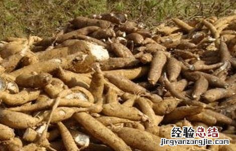 木薯病虫害的防治技术要点 木薯病虫害的防治技术