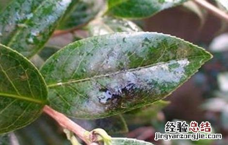 油茶的病虫害防治技术视频 油茶的病虫害防治技术