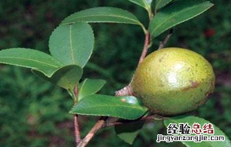 油茶的病虫害防治技术视频 油茶的病虫害防治技术