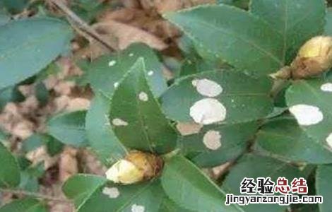 油茶的病虫害防治技术视频 油茶的病虫害防治技术